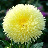Lemon Yellow Needle Aster (Callistephus chinensis) Seeds