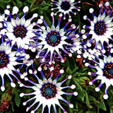 Semillas mixtas de osteospermum, margarita araña y margaritas (raras)