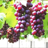 Semillas de uva Semillas de fruta de vid Planta de fruta Huerto casero Sin OGM