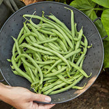 Blue Lake 274 Bush Bean Seeds