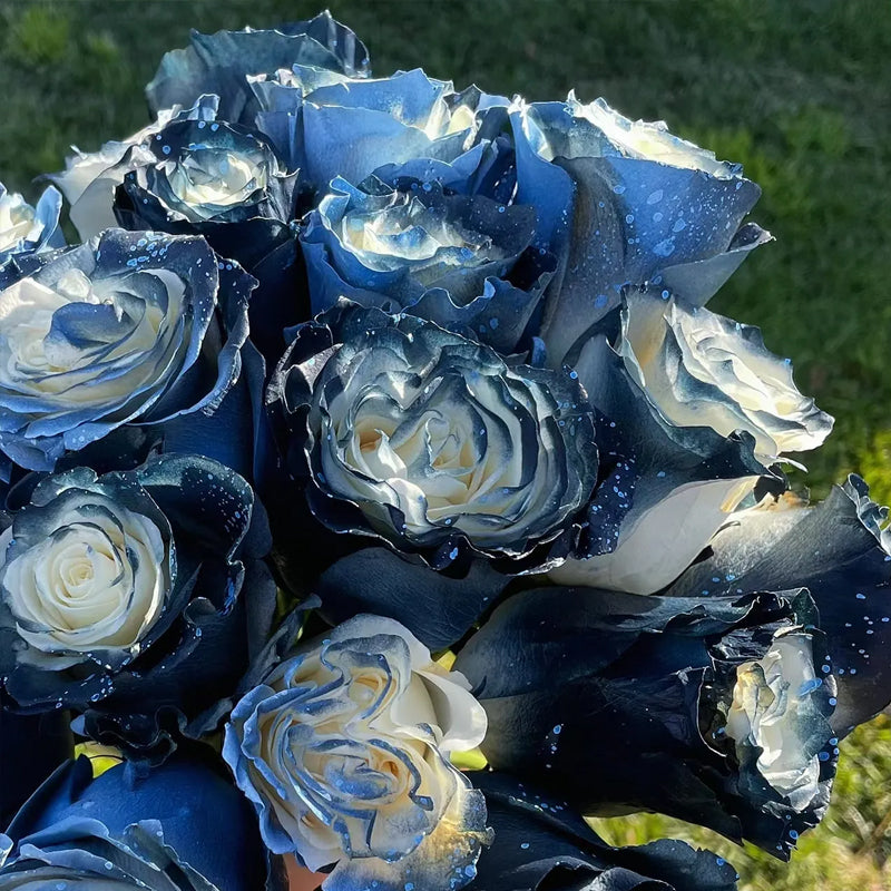 Rosa Galaxia Estrellada - Rosa Rara