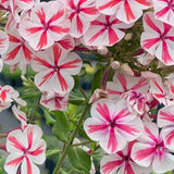 Pinkish White Phlox paniculata Seeds
