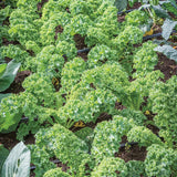 Col rizada, Prizm Híbrido