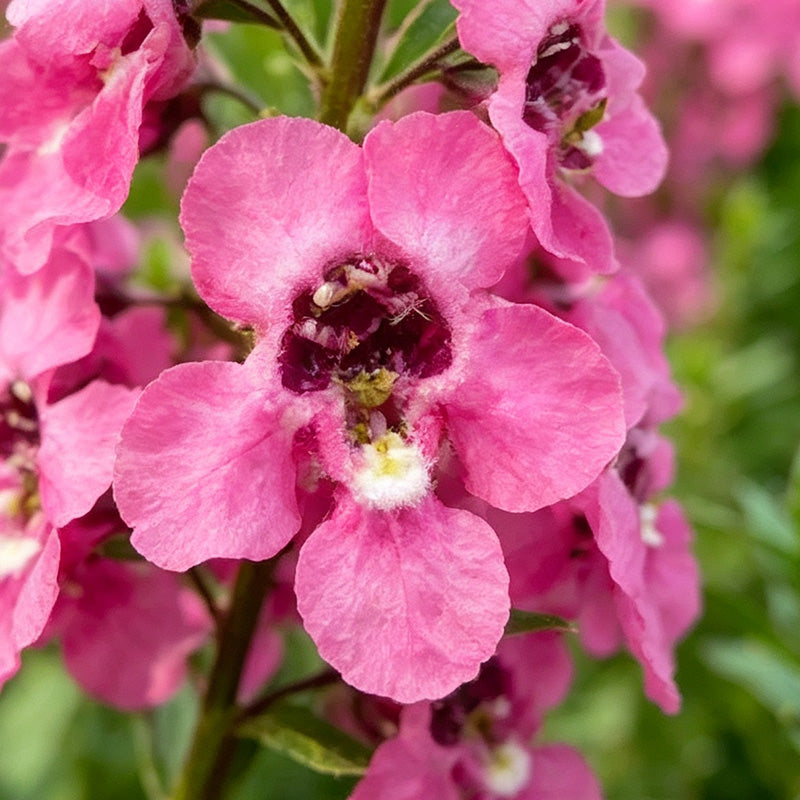 Pink Summer Snapdragon (Angelonia angustifolia) Seeds