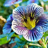 Velvet Trumpet Flower Seeds-Blue