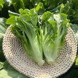Crisp Garden Romaine Lettuce Seeds