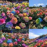 Semillas de rosas de colores variados