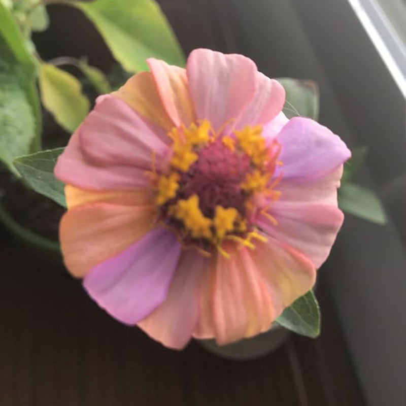 Planta de semillas de flores de zinnia mixta