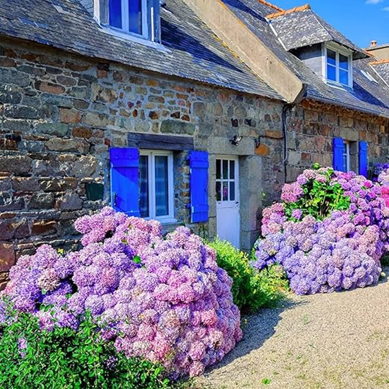 Mixed Hydrangea Seeds for Planting Fast Growing Shrub Flowers Seeds