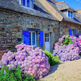 Mixed Hydrangea Seeds for Planting Fast Growing Shrub Flowers Seeds