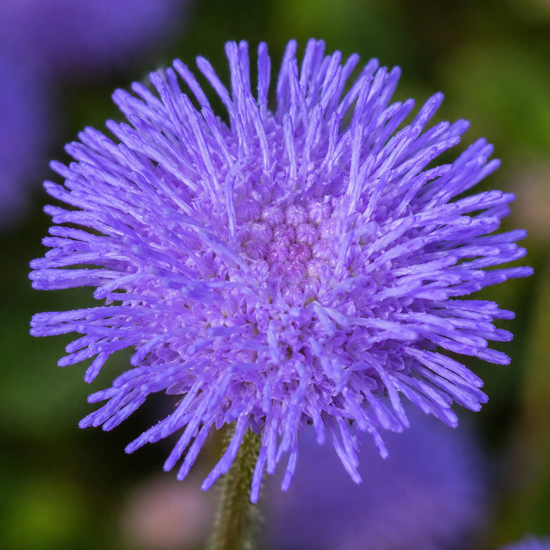 Vibrant Purple Floss Flower (Ageratum) Seeds