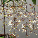 You Are My Life-Trailing Jasmine Flowers Seeds