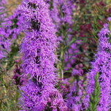 Colección de polinizadores Autumn Magic