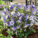 Columbine, Early Bird Blue & White