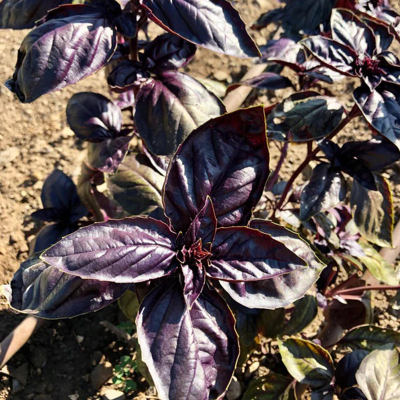 Albahaca morada mejorada con amatista