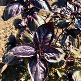 Albahaca morada mejorada con amatista