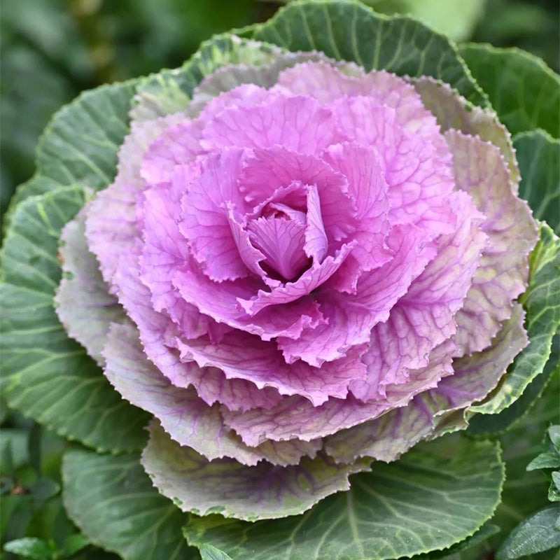Winter Rose Ornamental Kale Seeds