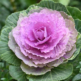 Winter Rose Ornamental Kale Seeds