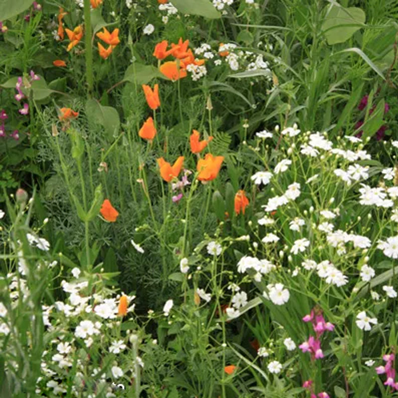 Mezcla de semillas de flores silvestres del suroeste