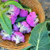Purple Cauliflower Seed