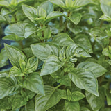 Basil, Lemon scented, Limoncello