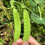 Morning-Dew Sugar Snap Pea Seeds