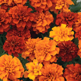 Fireball Marigold Seeds