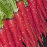 Atomic Red Carrot Seeds