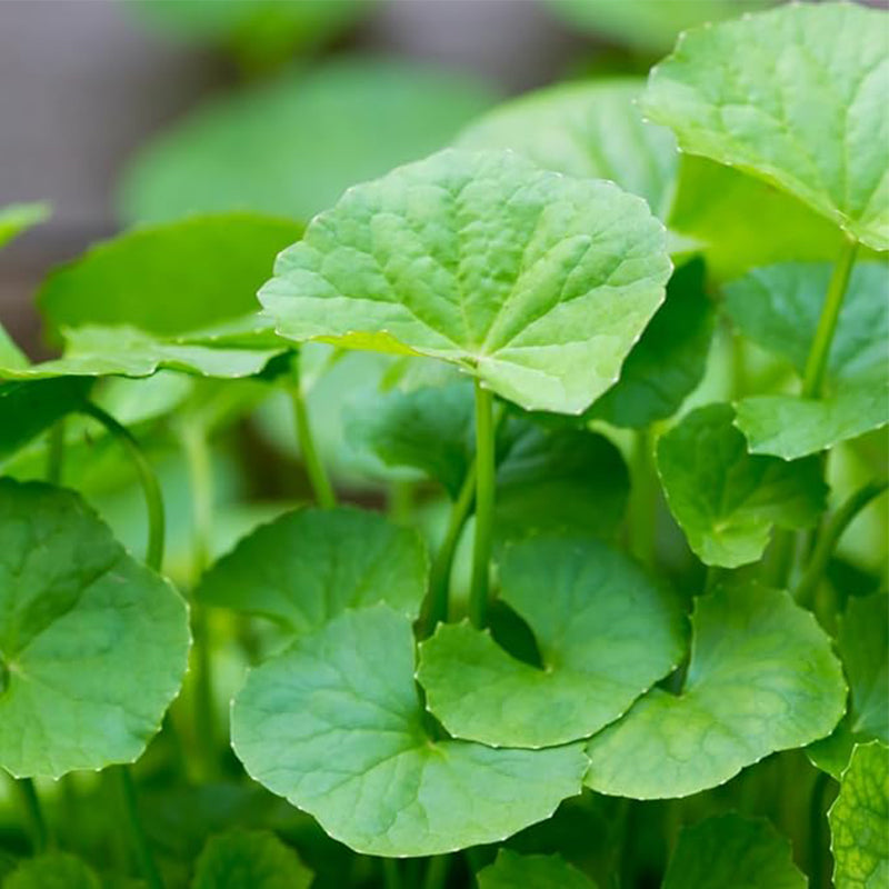 Green Gotu Kola Seeds - Hat Rau Ma - Big Leaf Seed Centella Asiatica Vegetable