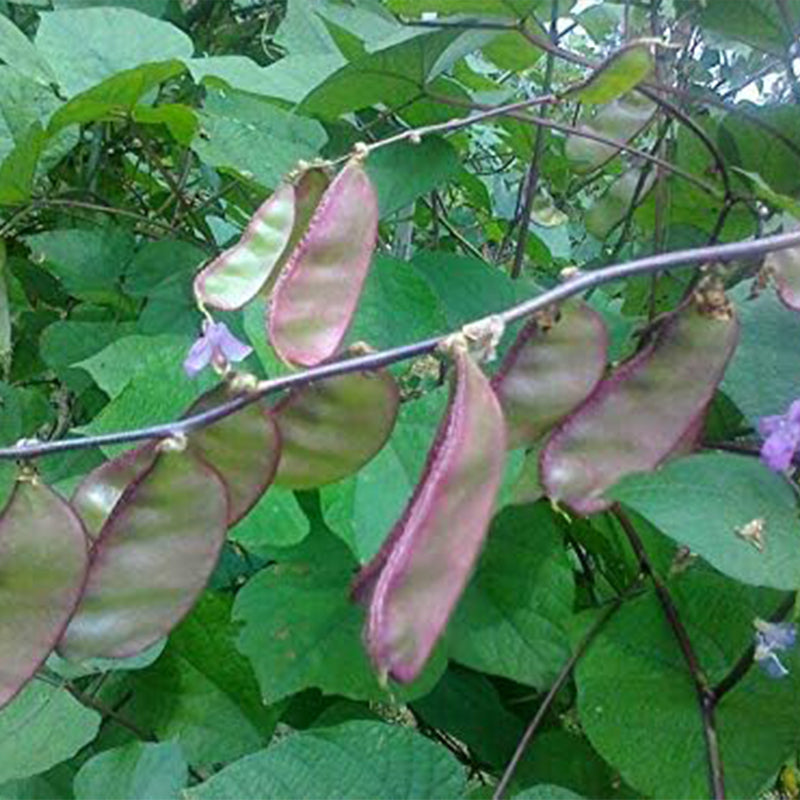 Hyacinth Bean Asia Hyacinth Bean Seeds Purple Flower Lablab purpureus Vegetable Non-GMO