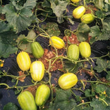 Semillas de melón coreano Chamoe Amarillo Blanco Melón oriental japonés Ginkaku Makuwa Fruta asiática de jardín