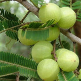 Phyllanthus Emblica, Grosella espinosa india Fruto comestible Árbol ornamental de hoja caduca Equipo de supervivencia Alimentos Semillas