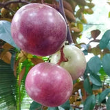 Semillas de fruto de leche: caimito, Chrysophyllum cainito