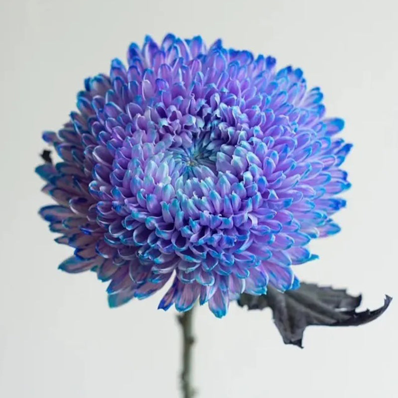 Rare Purple Peony Aster