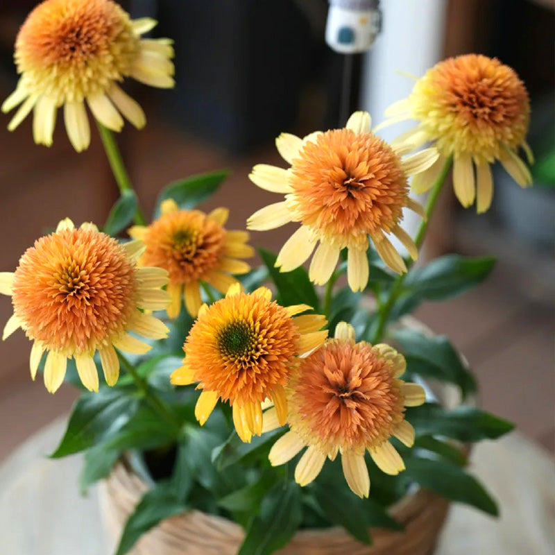 Double Orange Coneflower Seeds - Rare Hardy Perennial Pollinator Flower