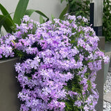 Purple Phlox paniculata Seeds