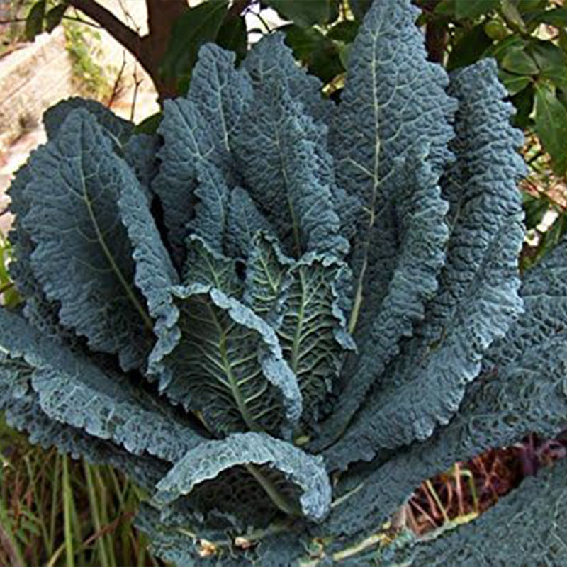 Semillas mixtas de col rizada. ¡Esta es una mezcla! Col rizada azul enana rizada, col rizada dinosaurio lacinato, col rizada siberiana enana, col rizada roja rusa