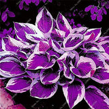 Mixed Hosta Seeds For Garden Plant