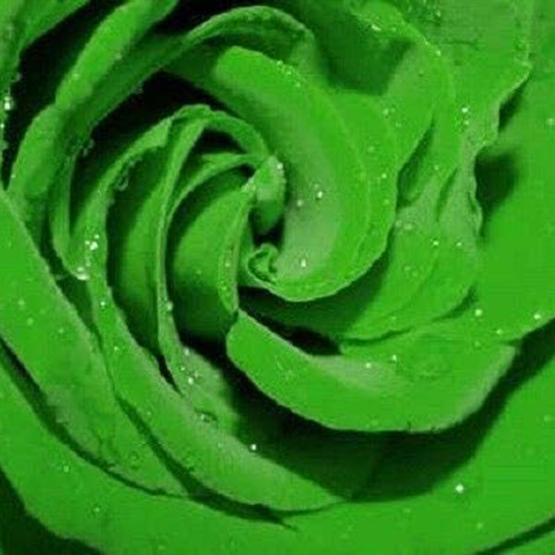 Rosa verde Rosa Flores Semillas Arbusto Arbusto Perenne Flor