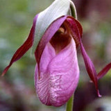 Amarilis de belleza rayada