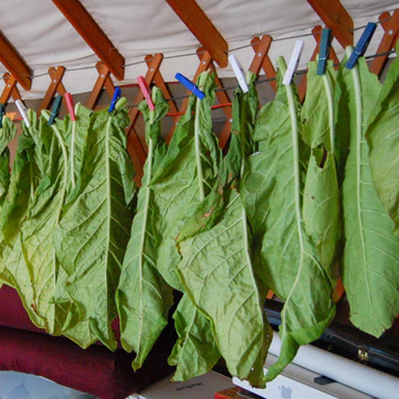 Virginia Tobacco Seed (Tabacum species)