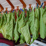 Virginia Tobacco Seed (Tabacum species)