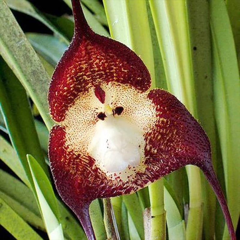Monkey Face Orchid Seeds Flower Seeds Dracula Simia Seeds Perennial Non-GMO Fragrant Indoor Potted Plant