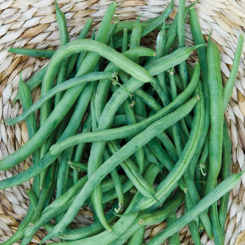 Bean, Pole Kentucky Blue