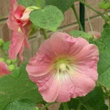 Mixed Colors Hollyhock Country Romance Mix Alcea Rosea Flower Seeds