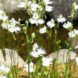 Habenaria radiata Seeds