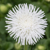White Floss Flower (Ageratum) Seeds.