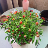 Chinese Five-Color Pepper Ornamental Pepper