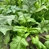Summer-Survivor New Zealand Spinach Seeds