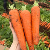 Mega-Root Orange Carrot Seeds